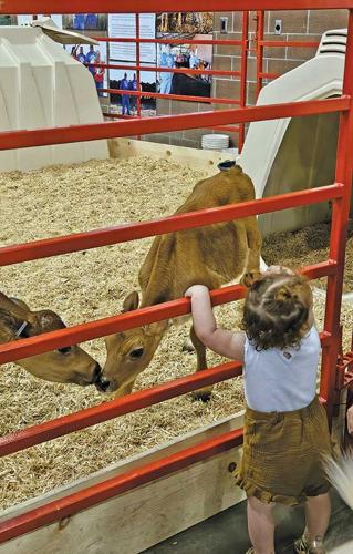 calves Iowa State Fair