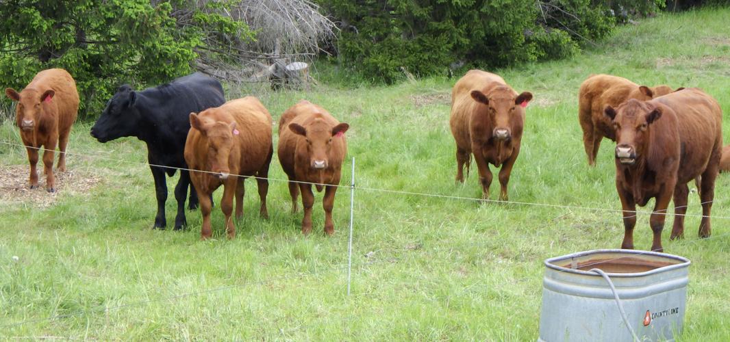Beef cattle