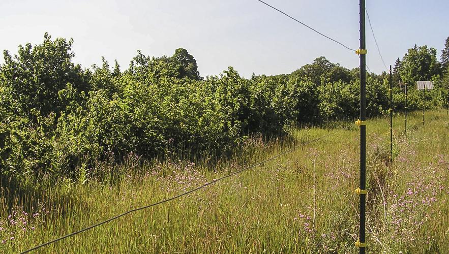 Hazelnut bushes, shrubs