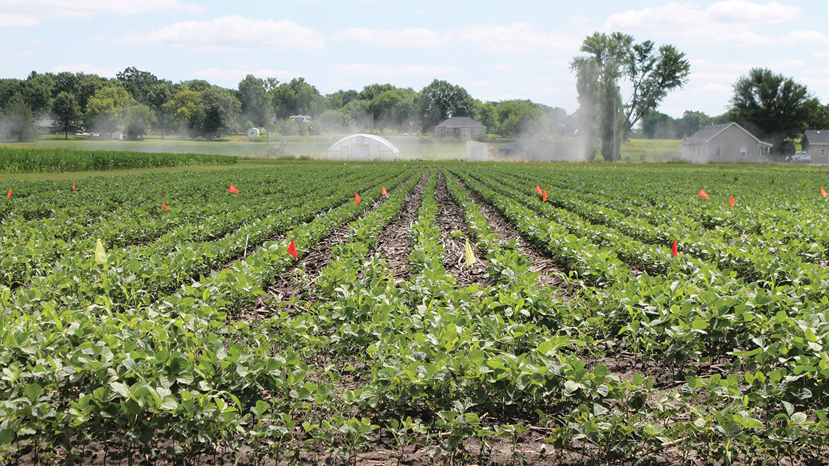 test plot of soybeans grows at MU’s Hundley-Whaley Research Center
