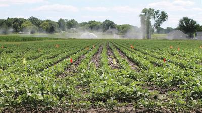 test plot of soybeans grows at MU’s Hundley-Whaley Research Center