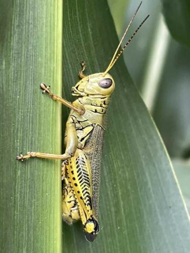 grasshopper