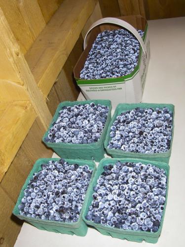 Blueberries