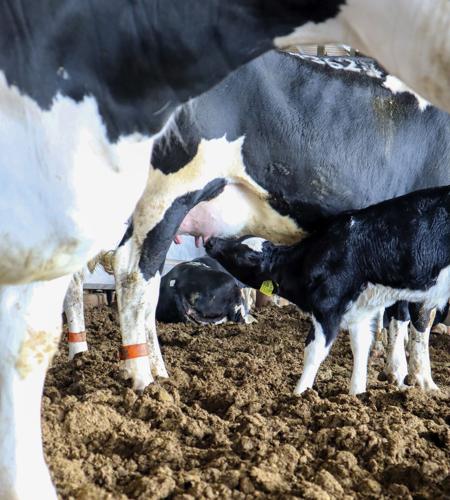 Dairy calf nursing