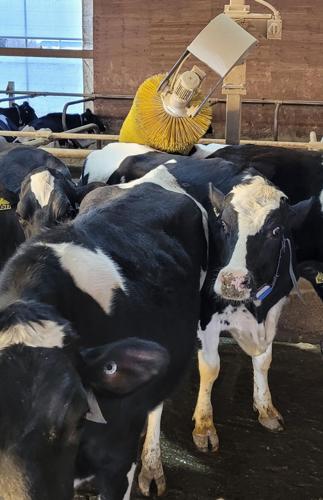 Cows enjoy brushing action