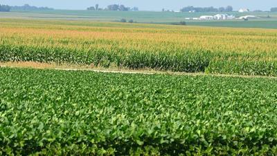 Soybean Prices Get No Boost From Usda Report State Regional