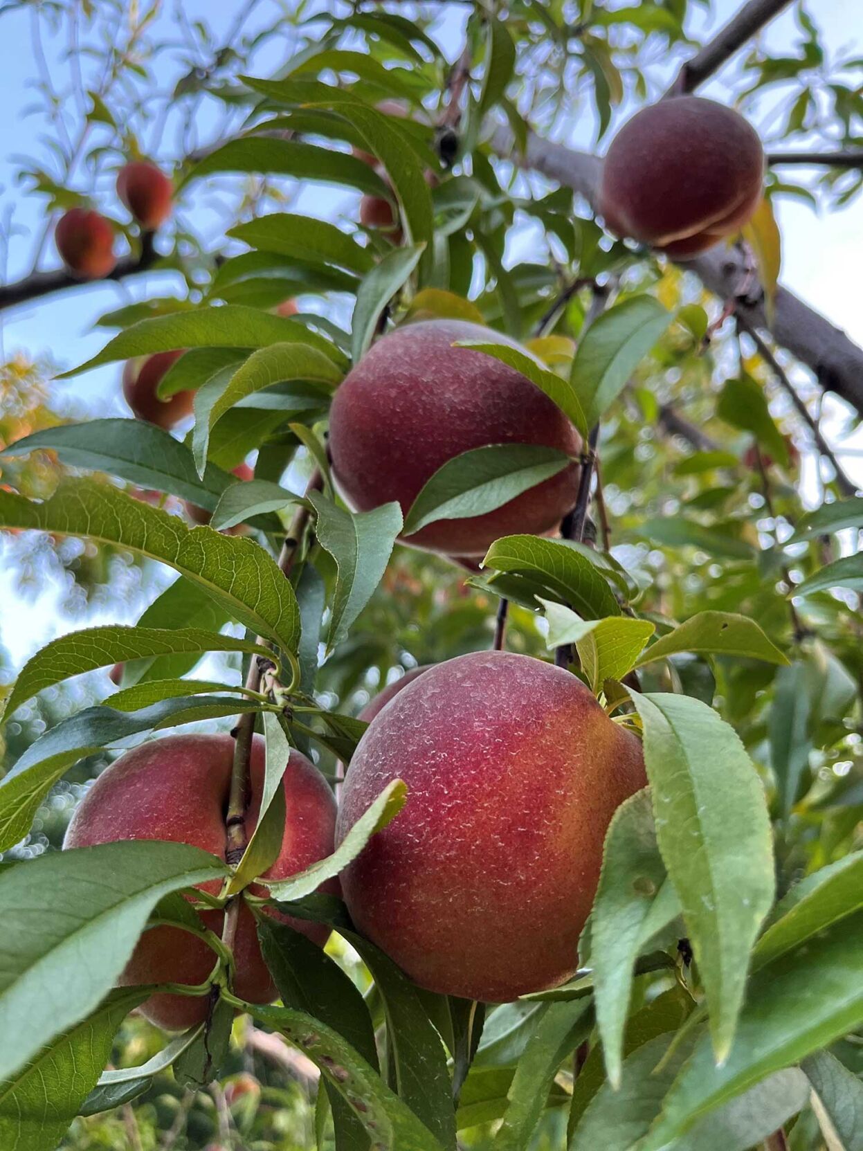 Peaches on tree