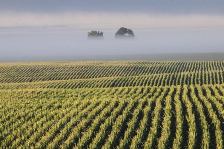 Morning mist over corn field