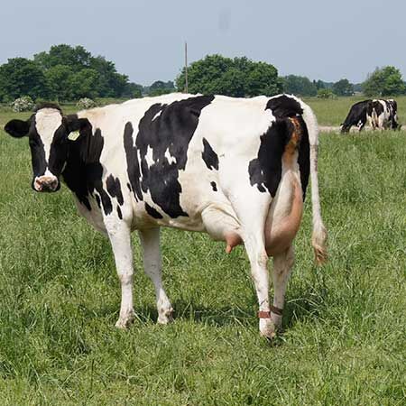 Dairy cow thumbnail