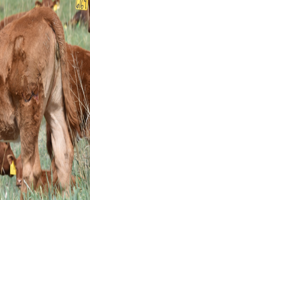 Early weaning PIC 0701unl