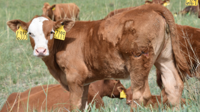 Early weaning PIC 0701unl