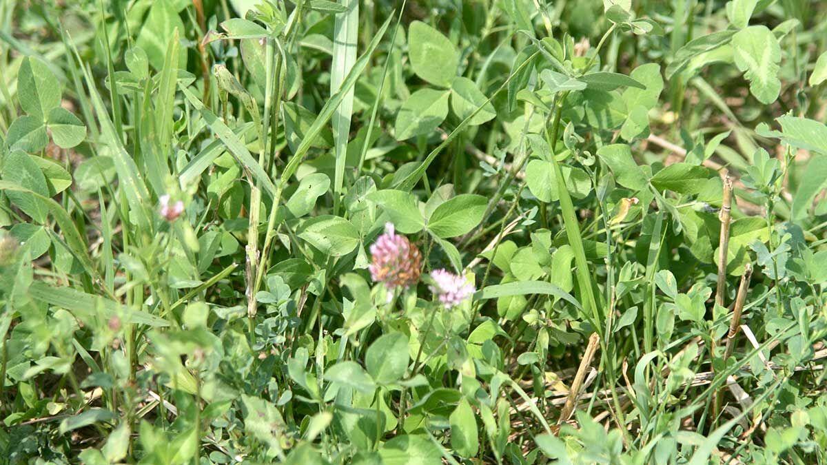 Alfalfa close up