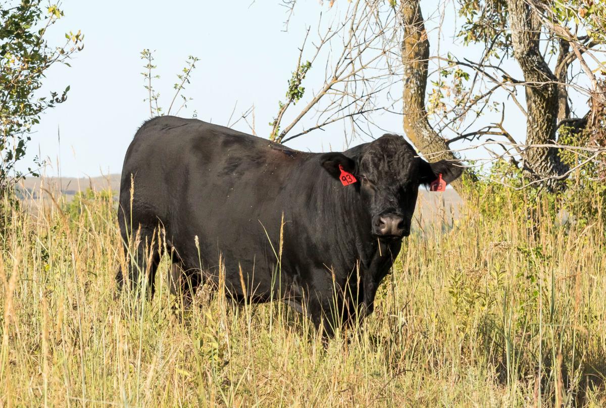 Bull