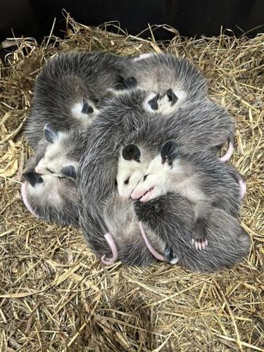 Opossums