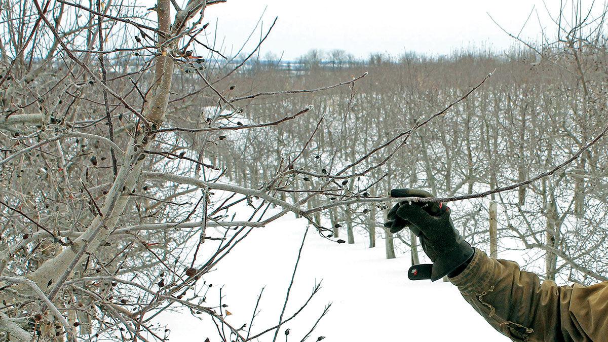 Fruit trees in Winter