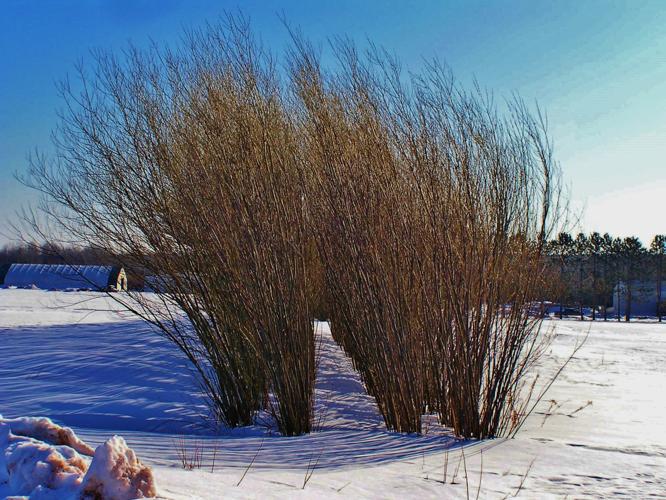 Windbreak