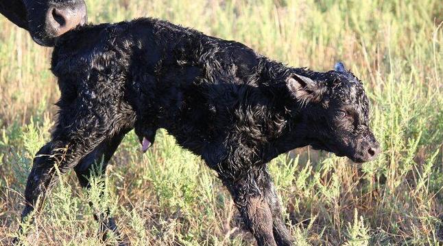 Newborn calf