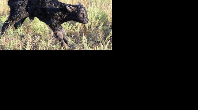 Newborn calf