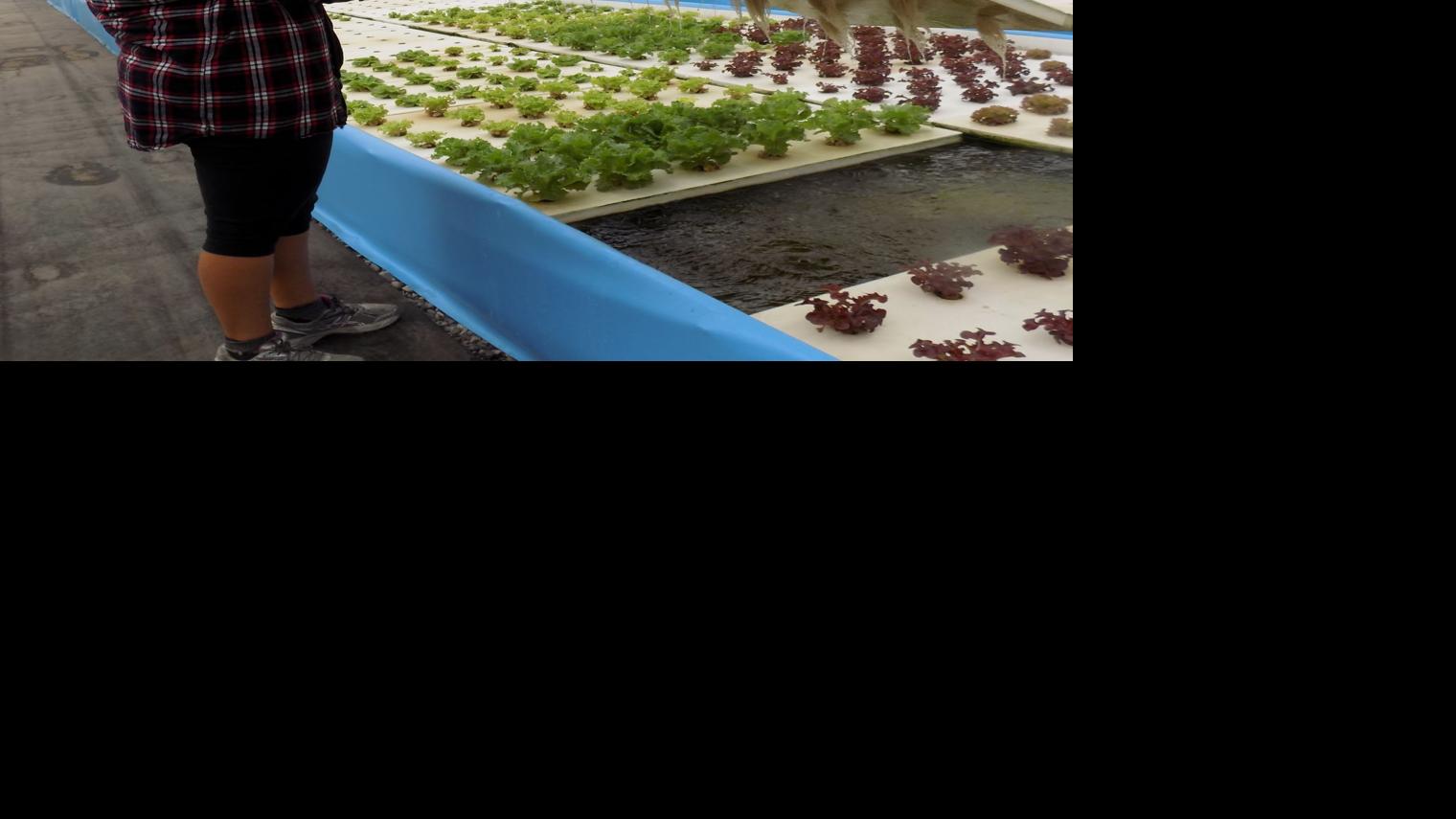 Swanky Roots aquaponics offers year around fresh greens 