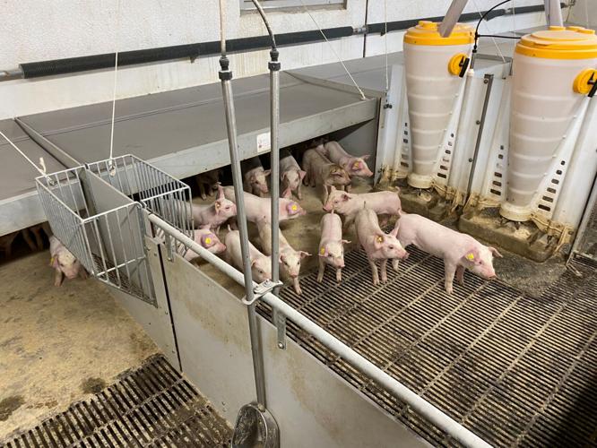Danish swine industry 2.jpg