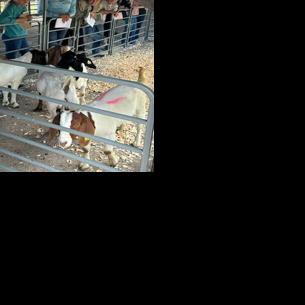 Excitement mounts at Heartland Triple Crown Livestock Judging Series