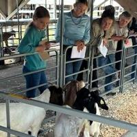 Excitement mounts at Heartland Triple Crown Livestock Judging Series
