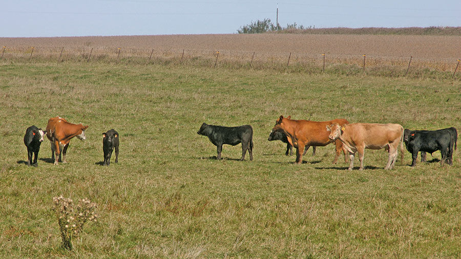 Cow calf pasture