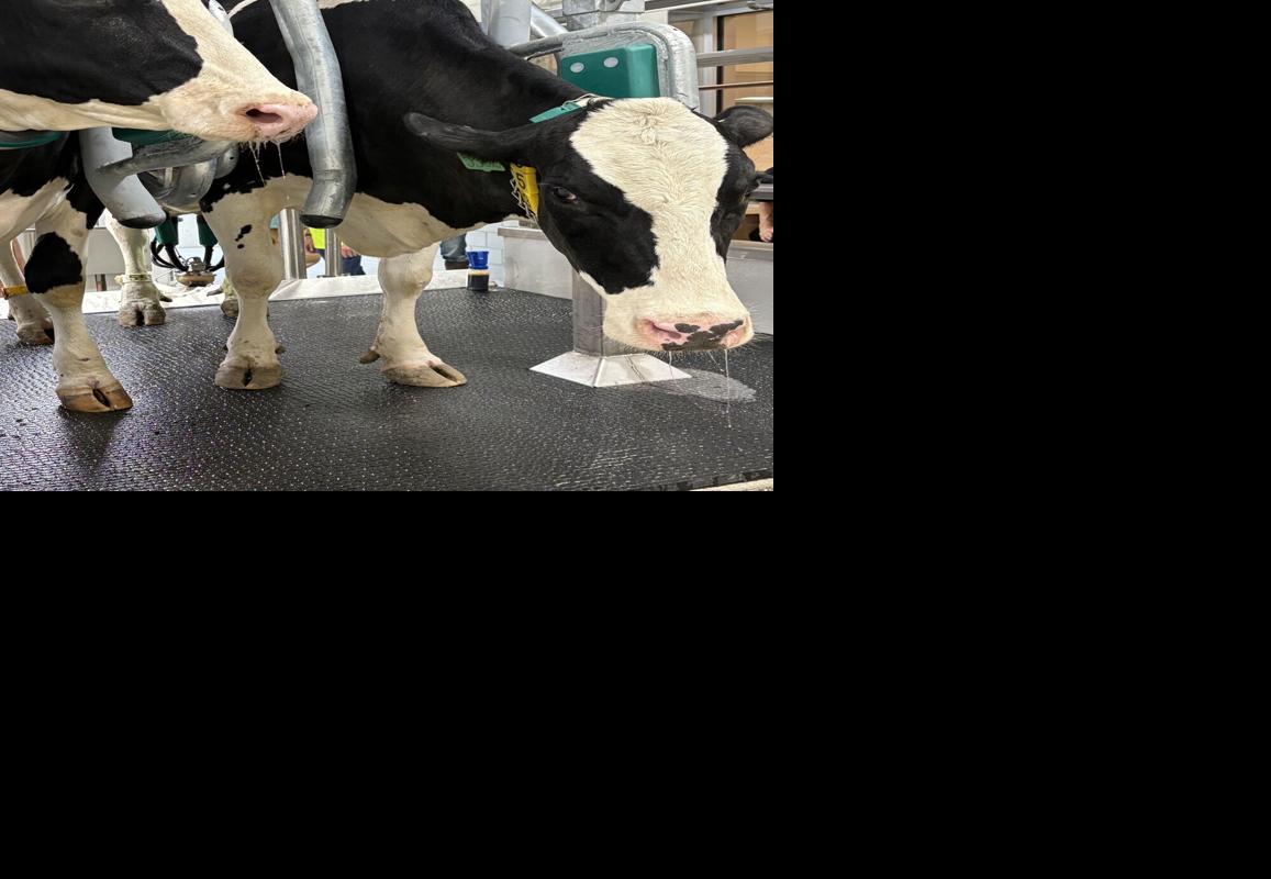 MSU dairy cattle teaching center