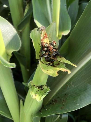 F-Prod-Silk-feeding-photo.jpg