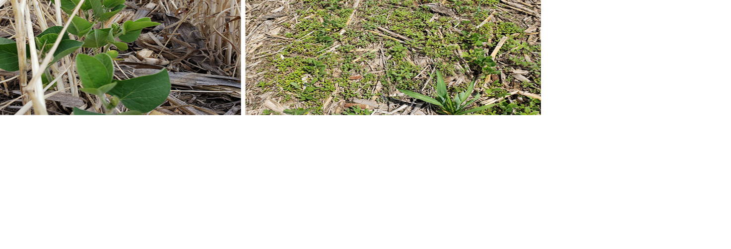 Cereal rye and soybean