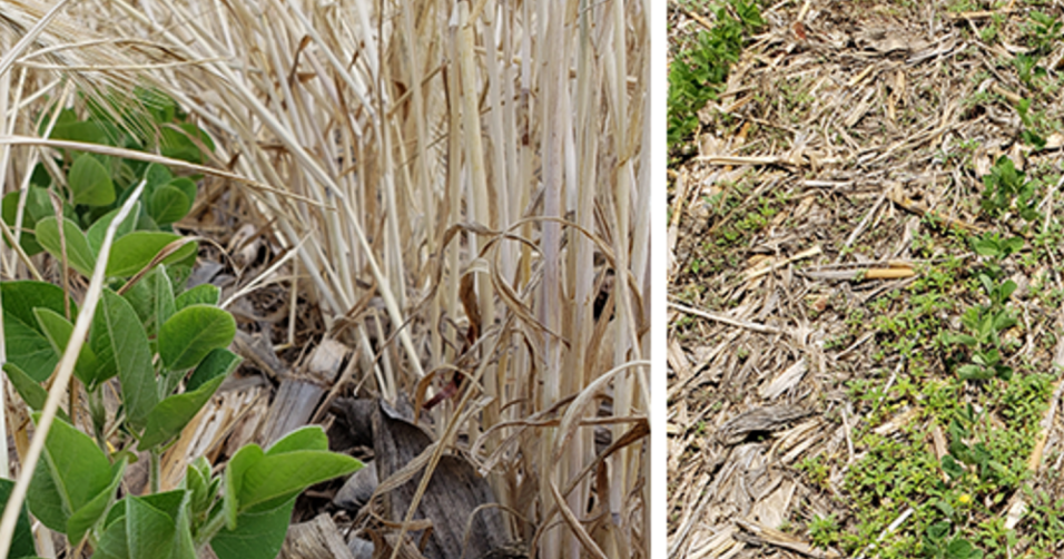 Manage pigweeds with cover crops