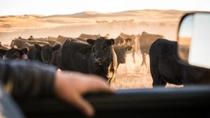 Livestock webinar.jpg