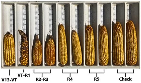 Corn ear comparison