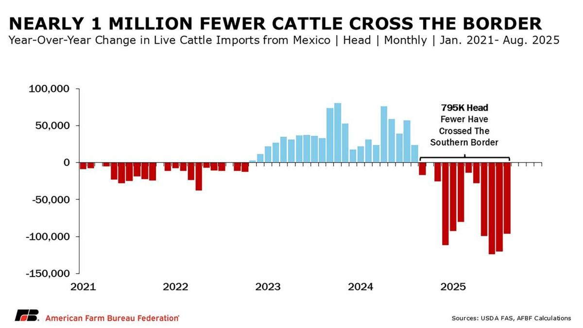 Cattle imported