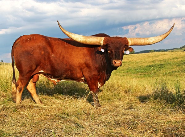 Beef Breeds: Texas longhorn 1