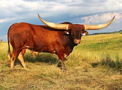 Beef Breeds Texas Longhorns Livestock Agupdate Com