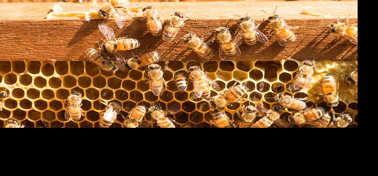 Bees on honey