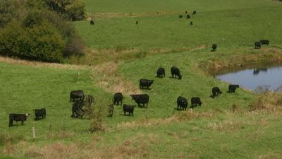 Cattle grazing
