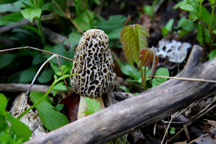 Morel