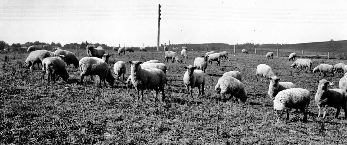 Sheep graze in field historic photo