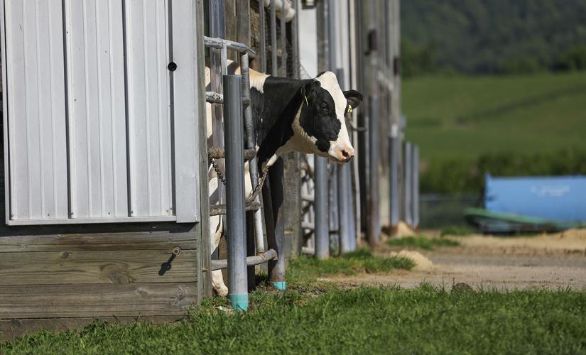 Dairy cow