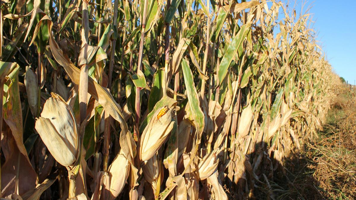 Corn drydown
