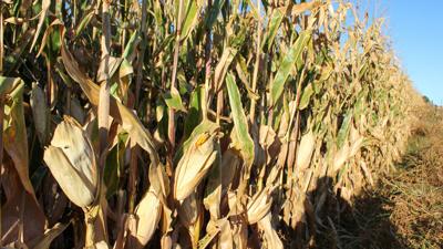 Corn drydown