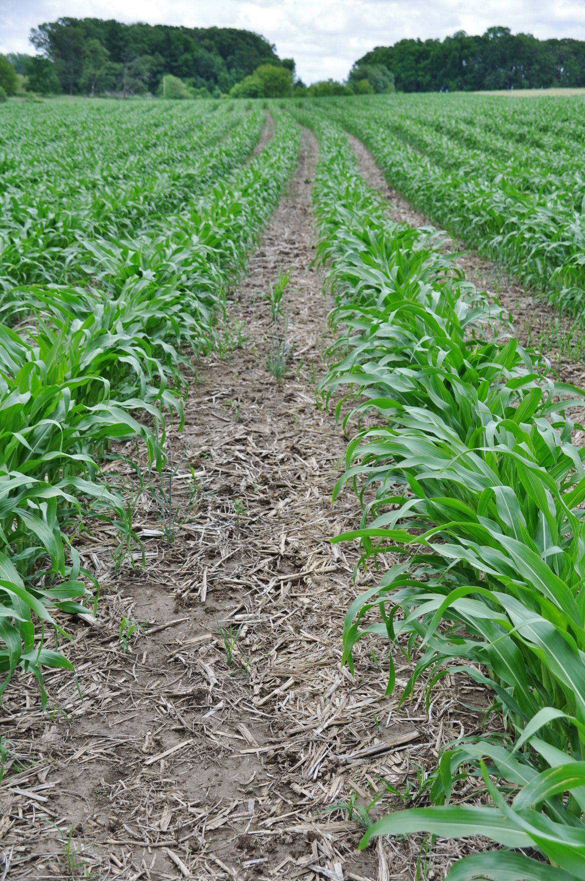 Choice of hybrids row spacing impact yields