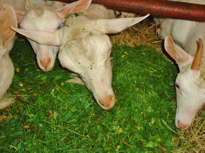 Goats munch grass