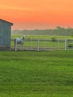 Therapy horse