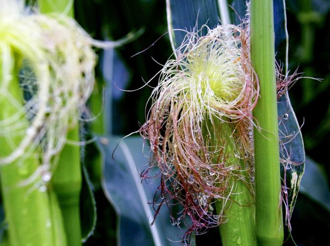 Corn silk
