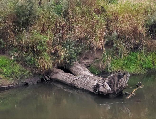Fish structure for providing fish shelter