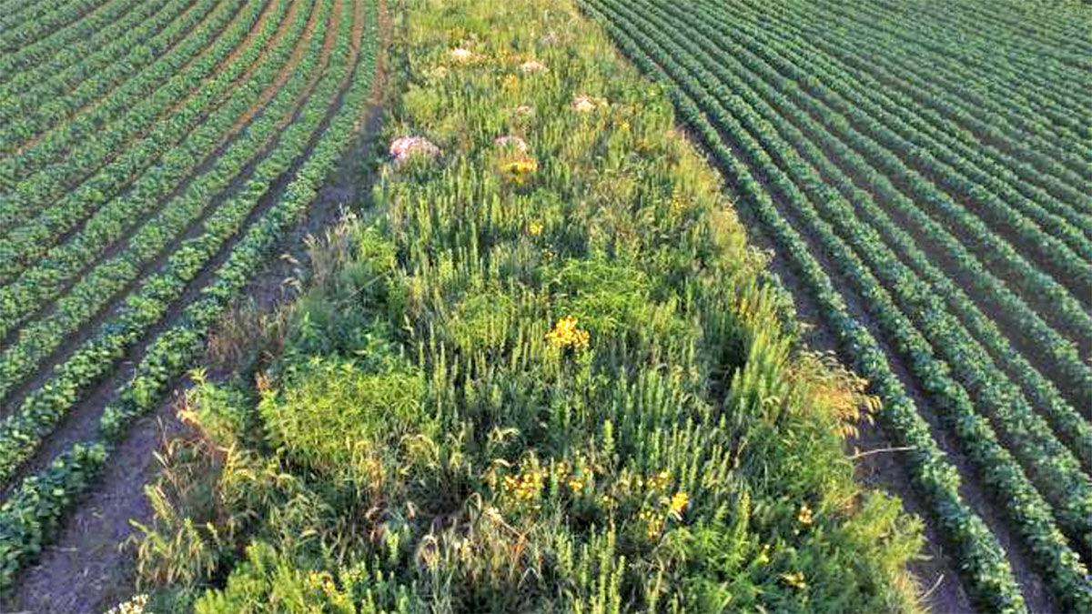 Aerial strip tillage ISU