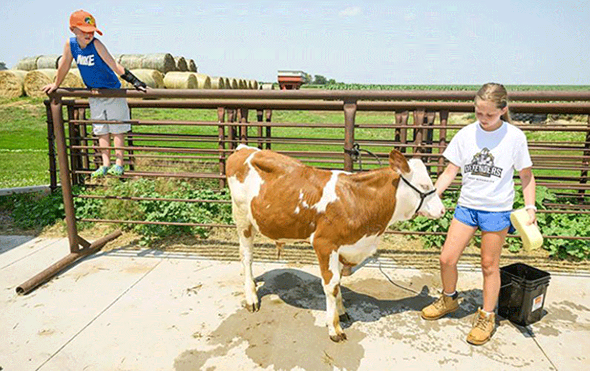 bucket calf